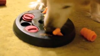 Sandy Playing with the Dog Activity Flip Board by Trixie