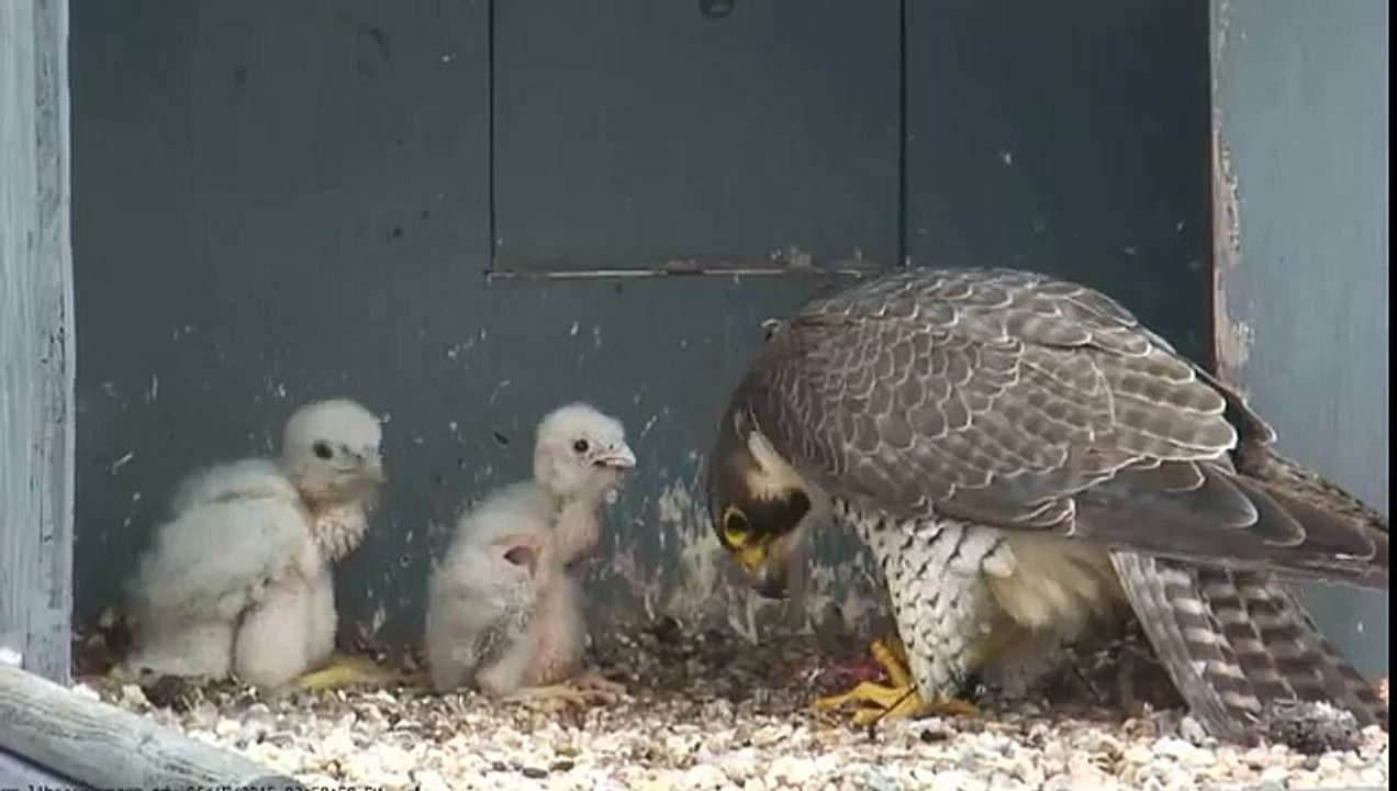 Du Bois Library Falcons June 15 2015