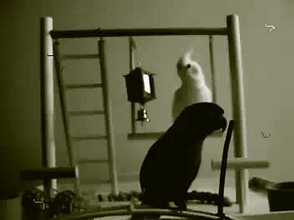 PARROTS PLAYING.