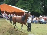 Concours d'élevage de  Pur sang arabe