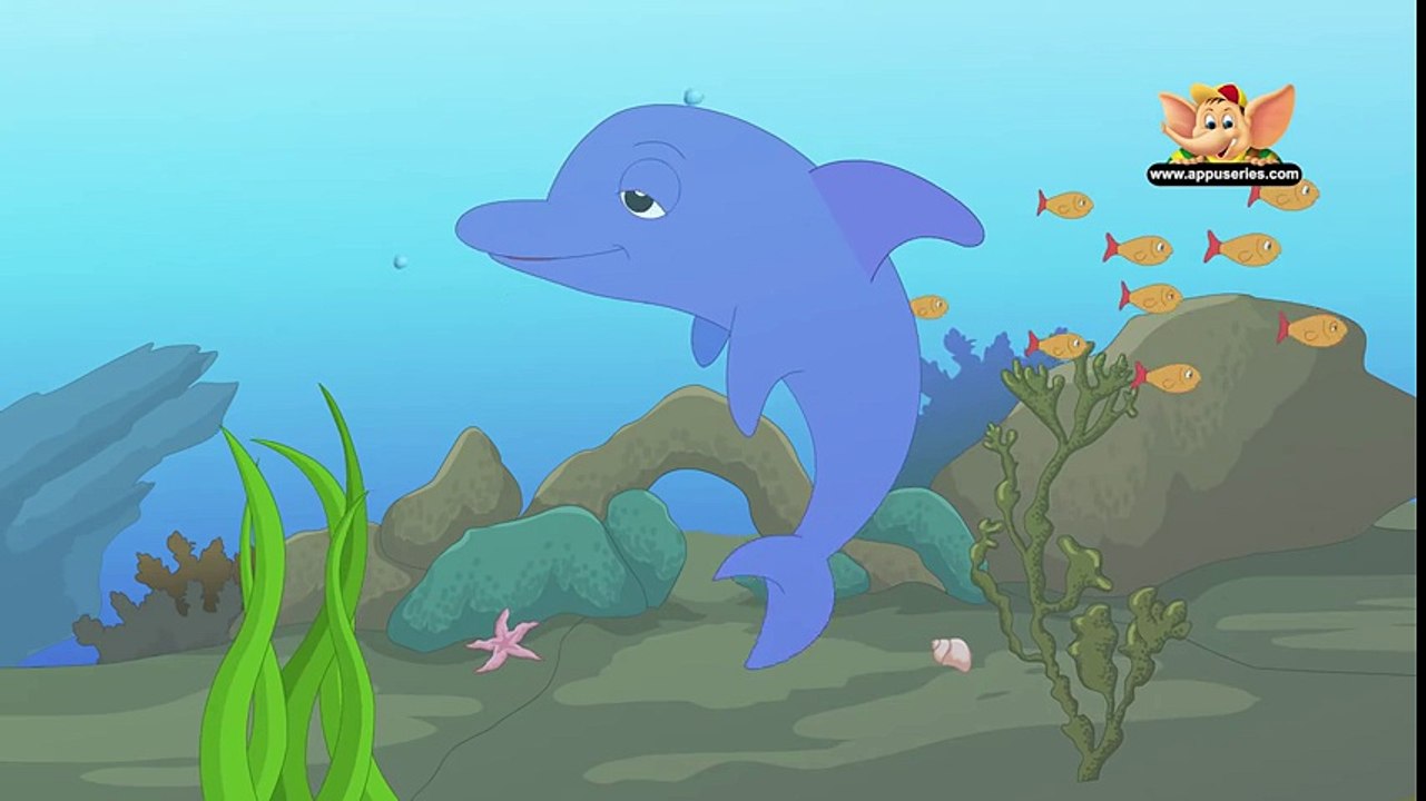 Animal Facts - Dolphin
