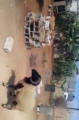 Very Angry Sheep - Funny Videos