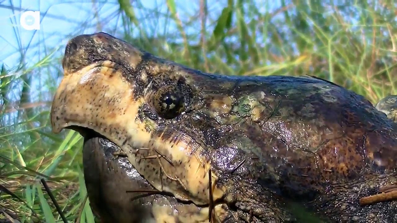 Alligator Snapping Turtle vs Common Snapping Turtle