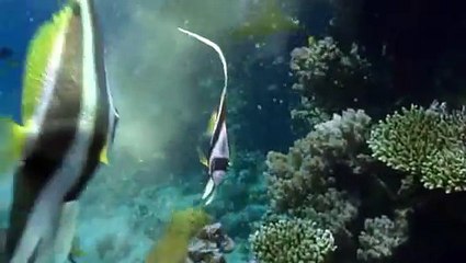 Cadbury - Spots Vs Stripes Funny Commercial (Fish Battle)