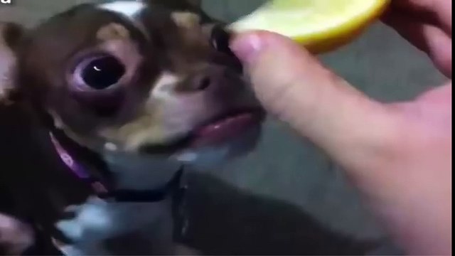 BEST FUNNY ANIMALS TRY NOT TO LAUGH - Dog eats lemon