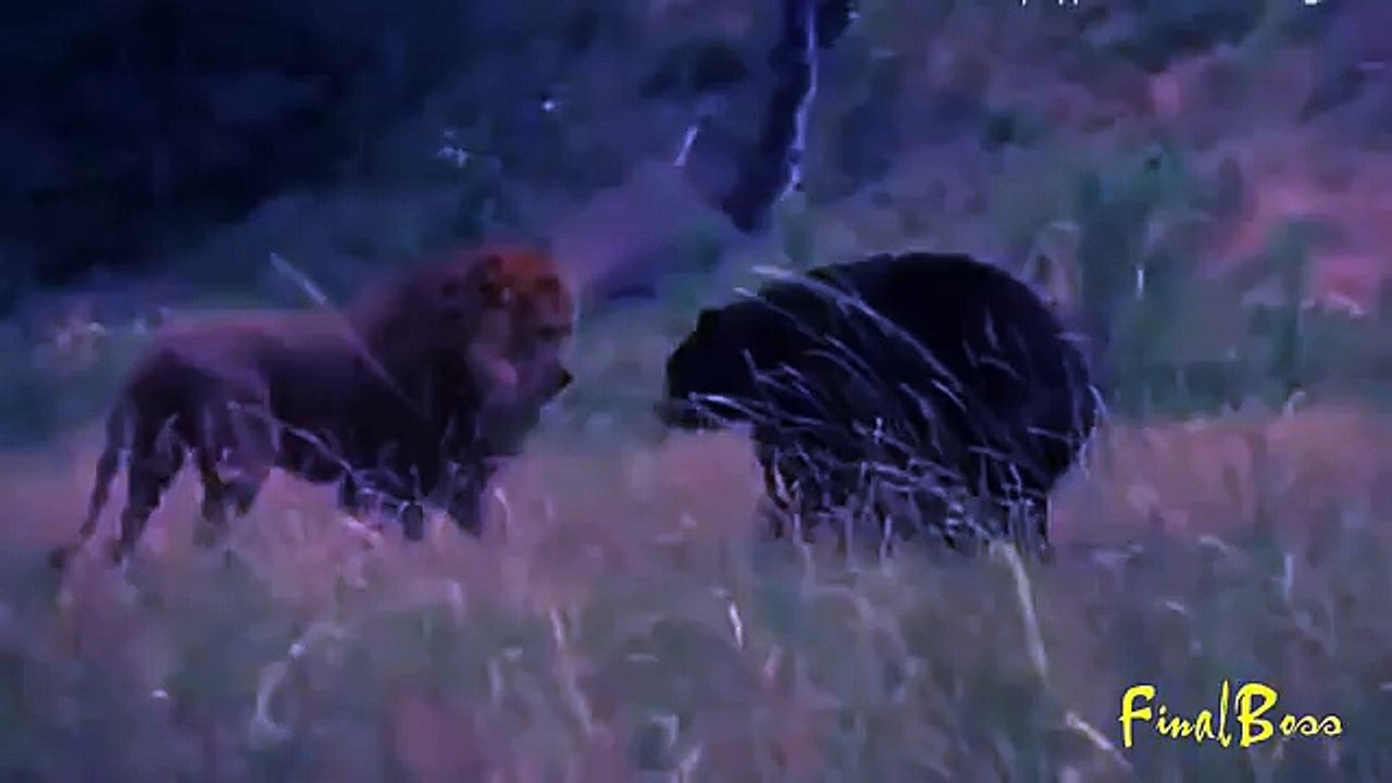Lion vs Bear-Fighting tooth and nail -