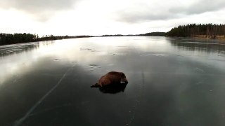 Almost curling. The Swedes are saving a wild boar_ stuck on the ice lakehtt...