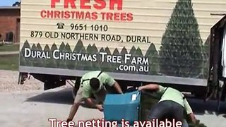 Dural Christmas Tree Farm