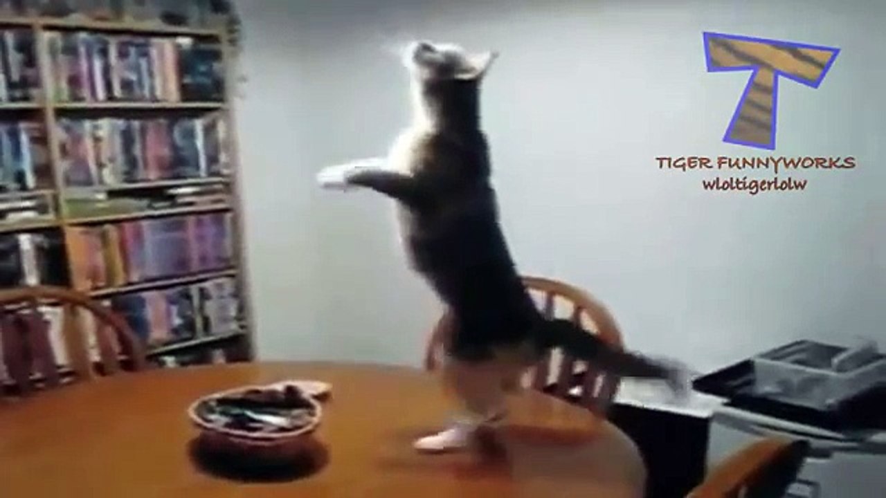 BEST OF DANCING ANIMALS ★ The Best Funny Animal videos -- You LAUGH