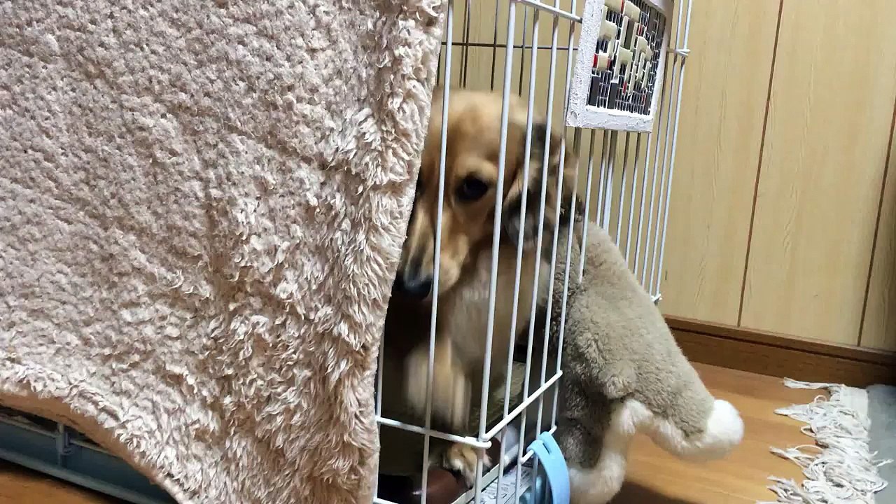 出してー！  【ダックスフント】