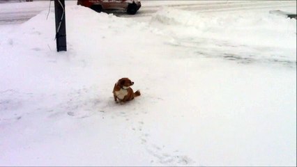 Dog roll in the snow and takes a shit