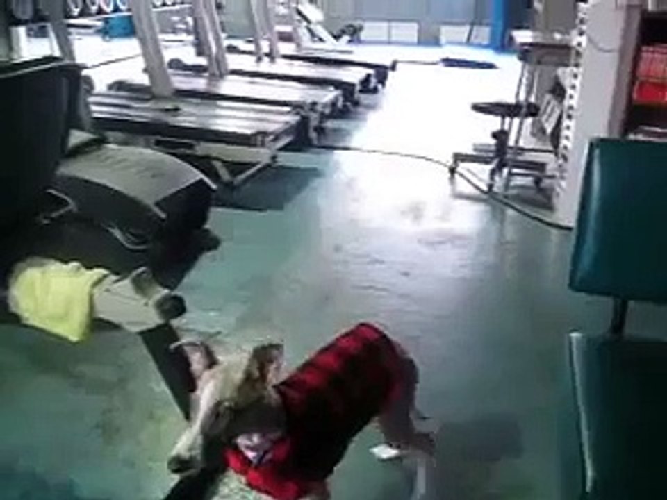 ウィペット マイロ　ボール遊び　　Whippet