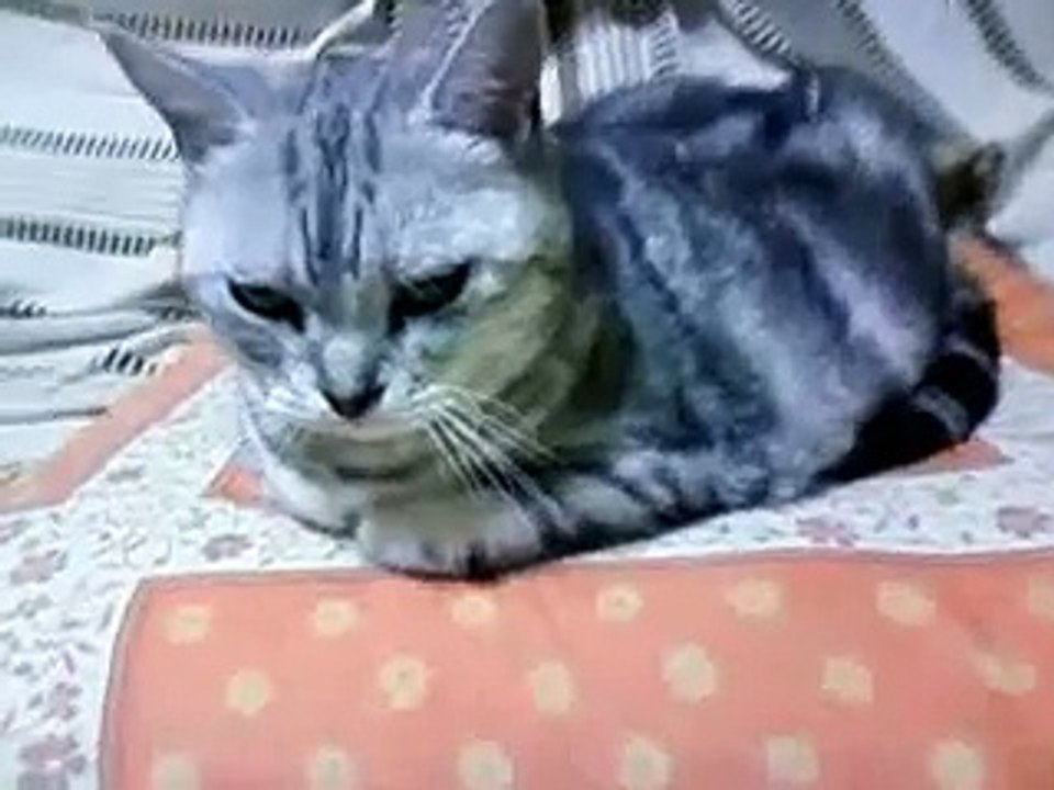 うっとり猫