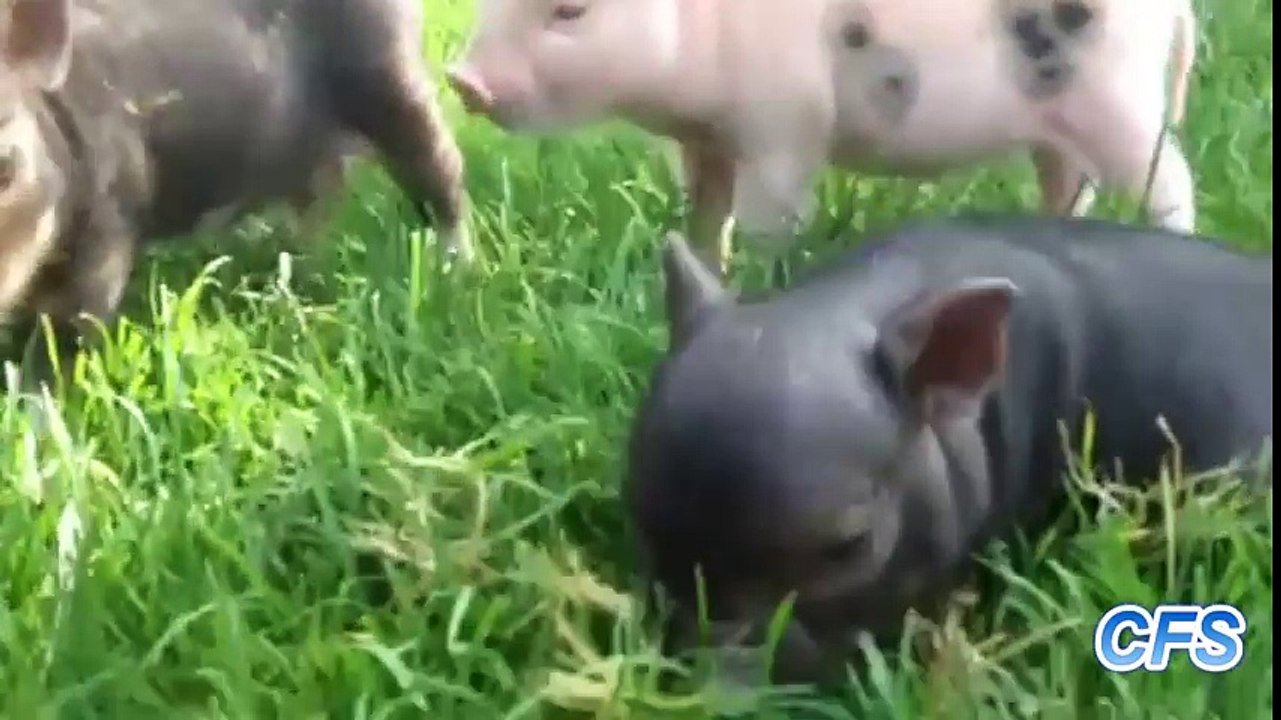 _Cute Mini Pigs Compilation_ __ CFS