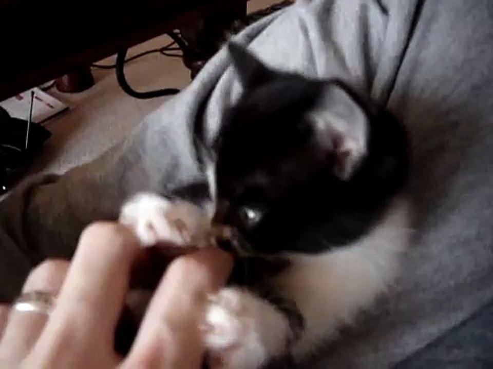 My Kitten Lara Playing