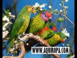 ANIMALES - AQUIROPA.com - Ropa y Belleza de Mujer