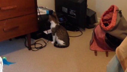 Funny animals Cat Scared of Printer