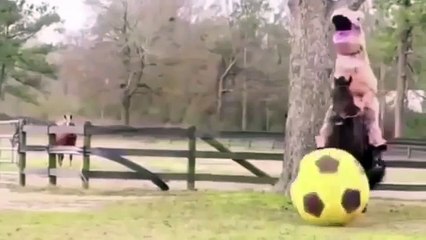 Watch clip of Tino Asprilla teaching a horse to play football while dressed as a dinosaur