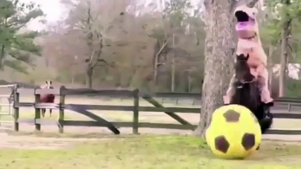 Watch clip of Tino Asprilla teaching a horse to play football while dressed as a dinosaur
