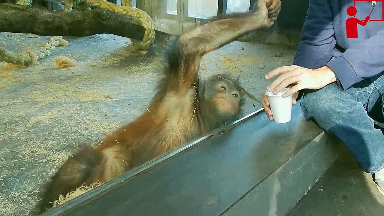 monkey sees a magic trick Funny Video