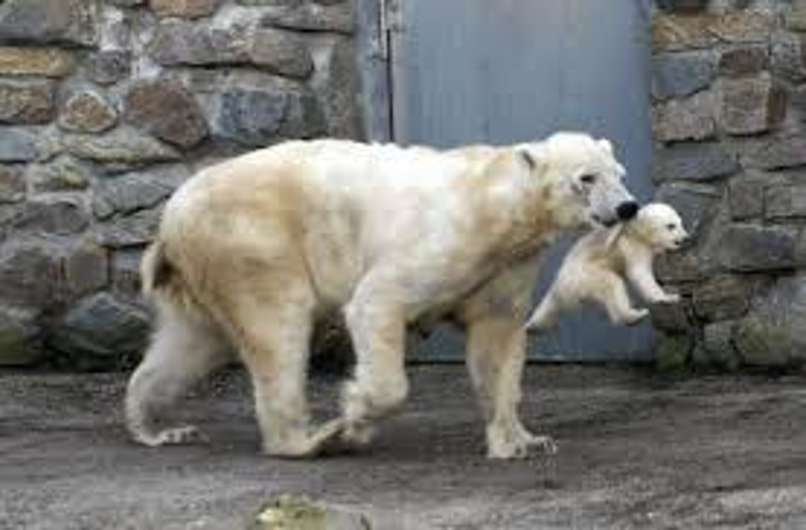 ⁣Animals Are Awesome ( Crazy Insane Animals )