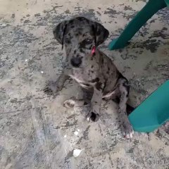 A puppy blends in with the floor...