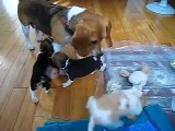 Beagle Puppies Playing with Mom
