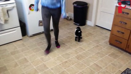 baby goat hopping around Funny Video
