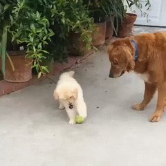 A study on the attention span of puppies...