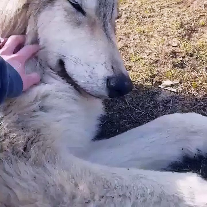 Here we see the rare cuddlewolf in the wild...