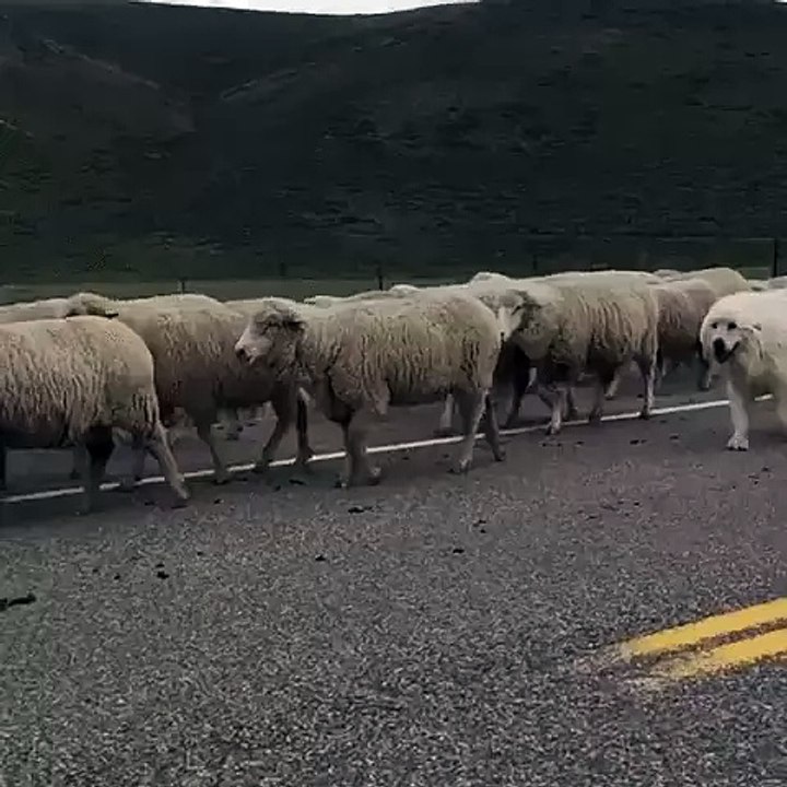 No one suspects a thing when the dog blends in...