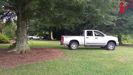 pulling a tree down using a truck Funny Video