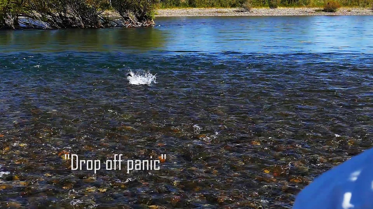 Drop off panic final