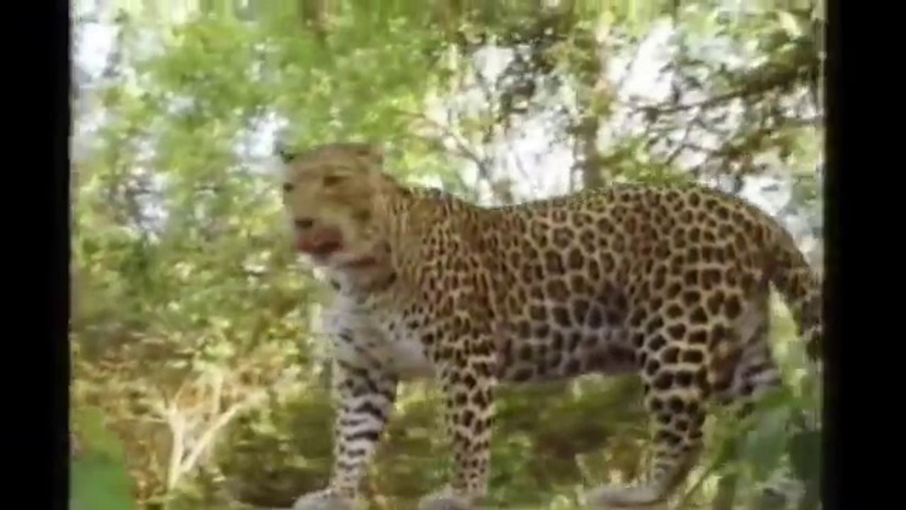 The Leopard that Changed Its Spots - Documentary - BBC