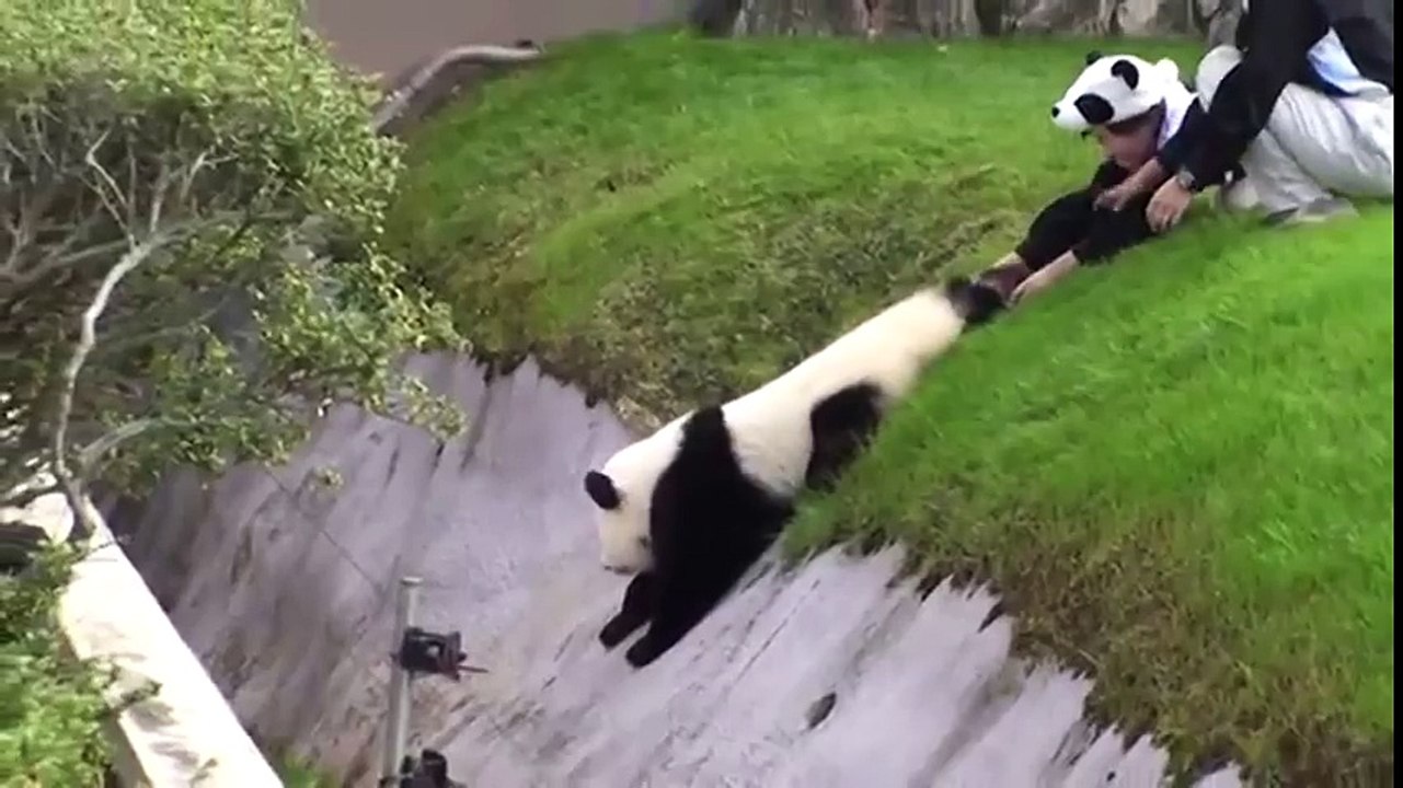 Japanese zookeepers struggle to keep capricious panda cub from rolling down hill