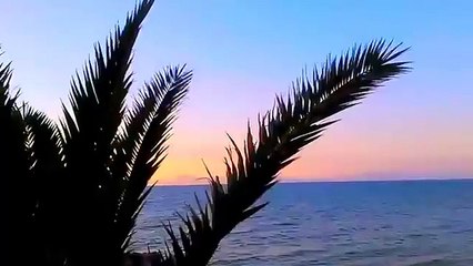 Palm In Rhodes Greece | Пальма на Родосе Греция