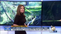 City crews keeping eye out for dangerous trees