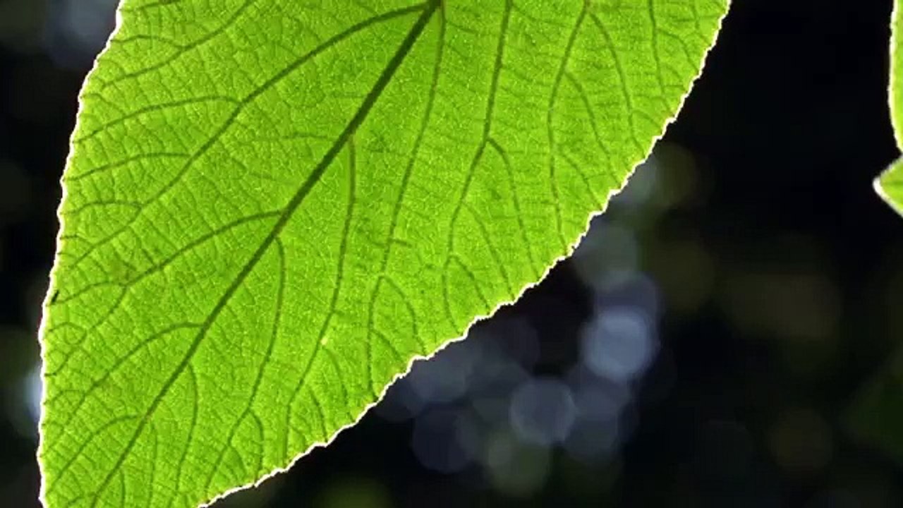Beachfront B-Roll- Backlit Leaf (Free to Use HD Stock Video Footage)