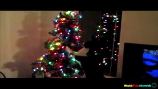Funny Supercut of Cats Destroying Christmas Decorations