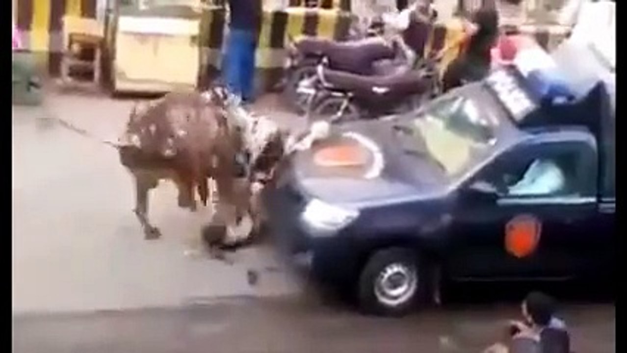 Breaking News Video _ Angry Bull Attacked and Injured a man
