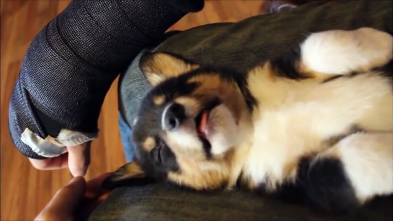 PRETZELS FOR DOGS DIY Dog Treats | Pretzel Dog Cookies | Snow Dogs Snacks