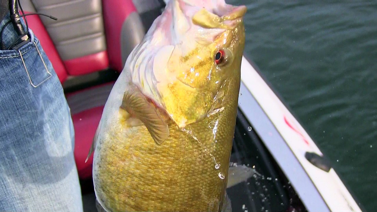 How to catch Large Smallmouth Bass with a drop shot rig