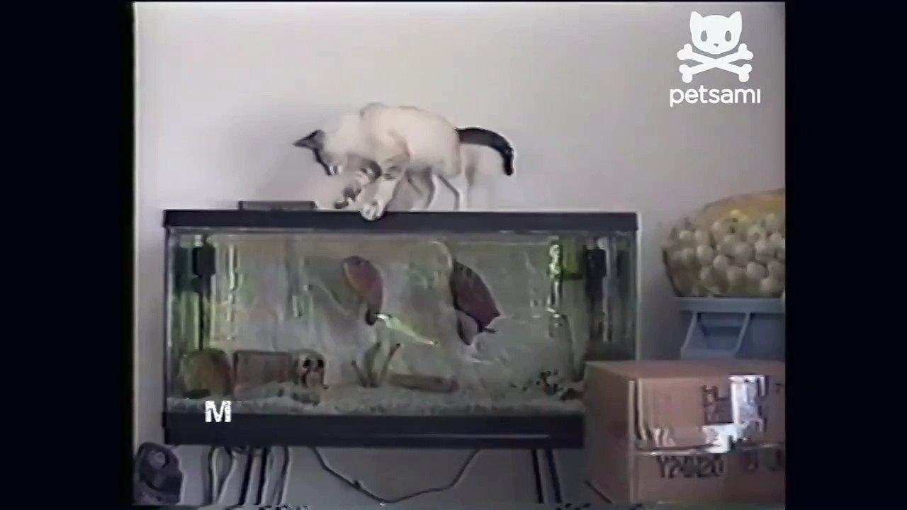 КОТА ЧУТЬ НЕ СЪЕЛИ