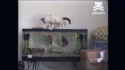 КОТА ЧУТЬ НЕ СЪЕЛИ