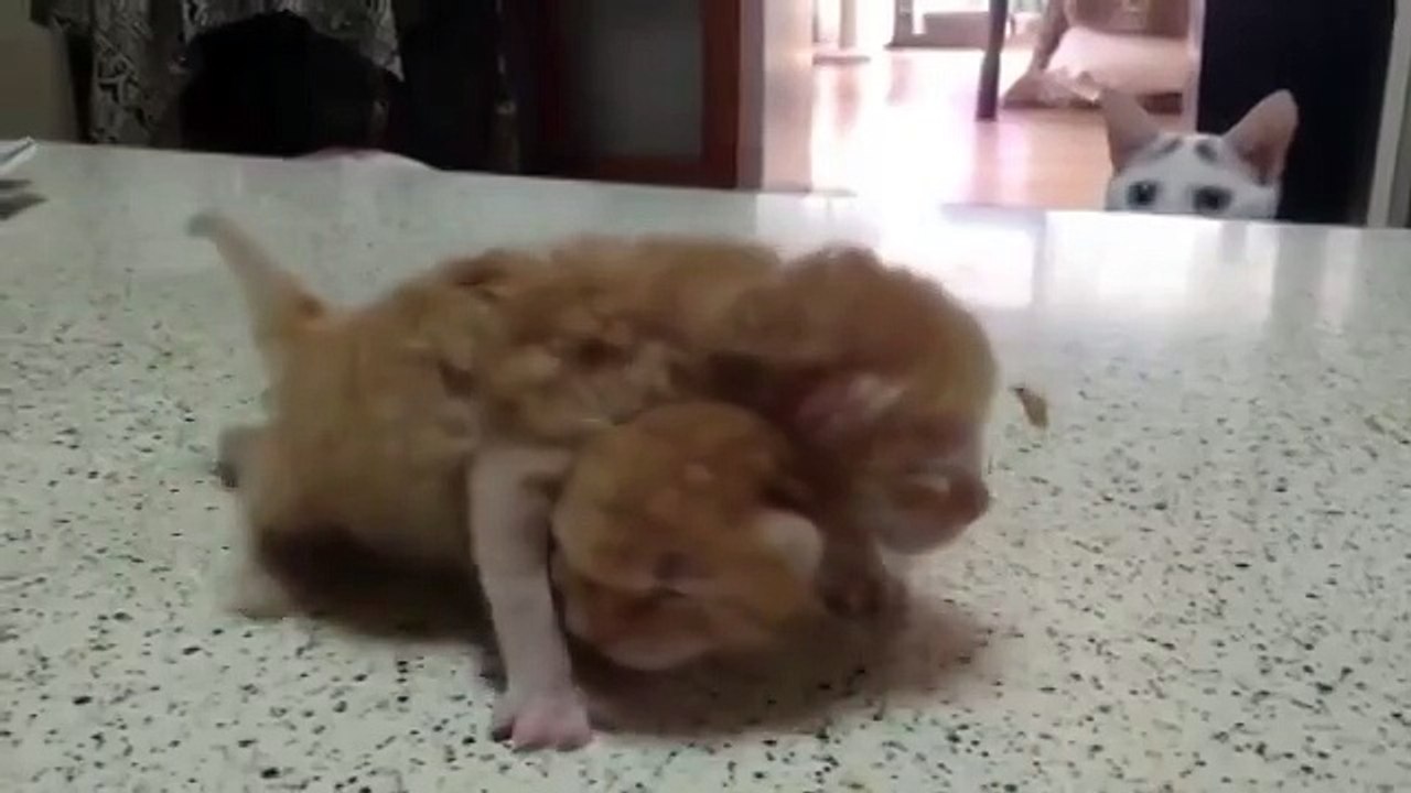 Кот не знает как реагировать на котят