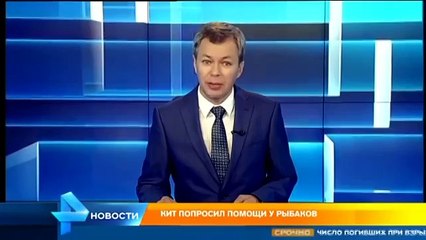 Огромный кит попросил помощи у рыбаков
