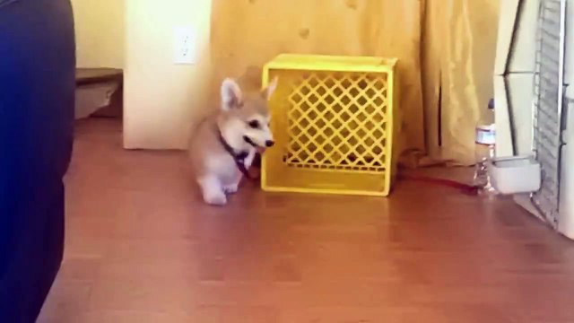 Adorable Derp Corgi Chases His Leash In Circles