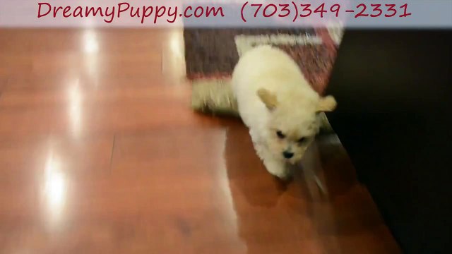 Dreamy Puppy Chantilly Poodle Girl - Get The Dreamiest Of Puppies For Lasting Happiness