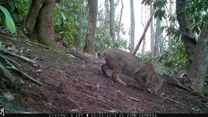 Trail cam bobcat behind our home, Hendersonville, NC.