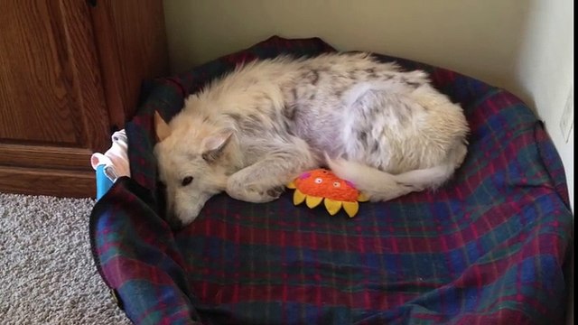 The Rescue Of Gemma The German Shepherd